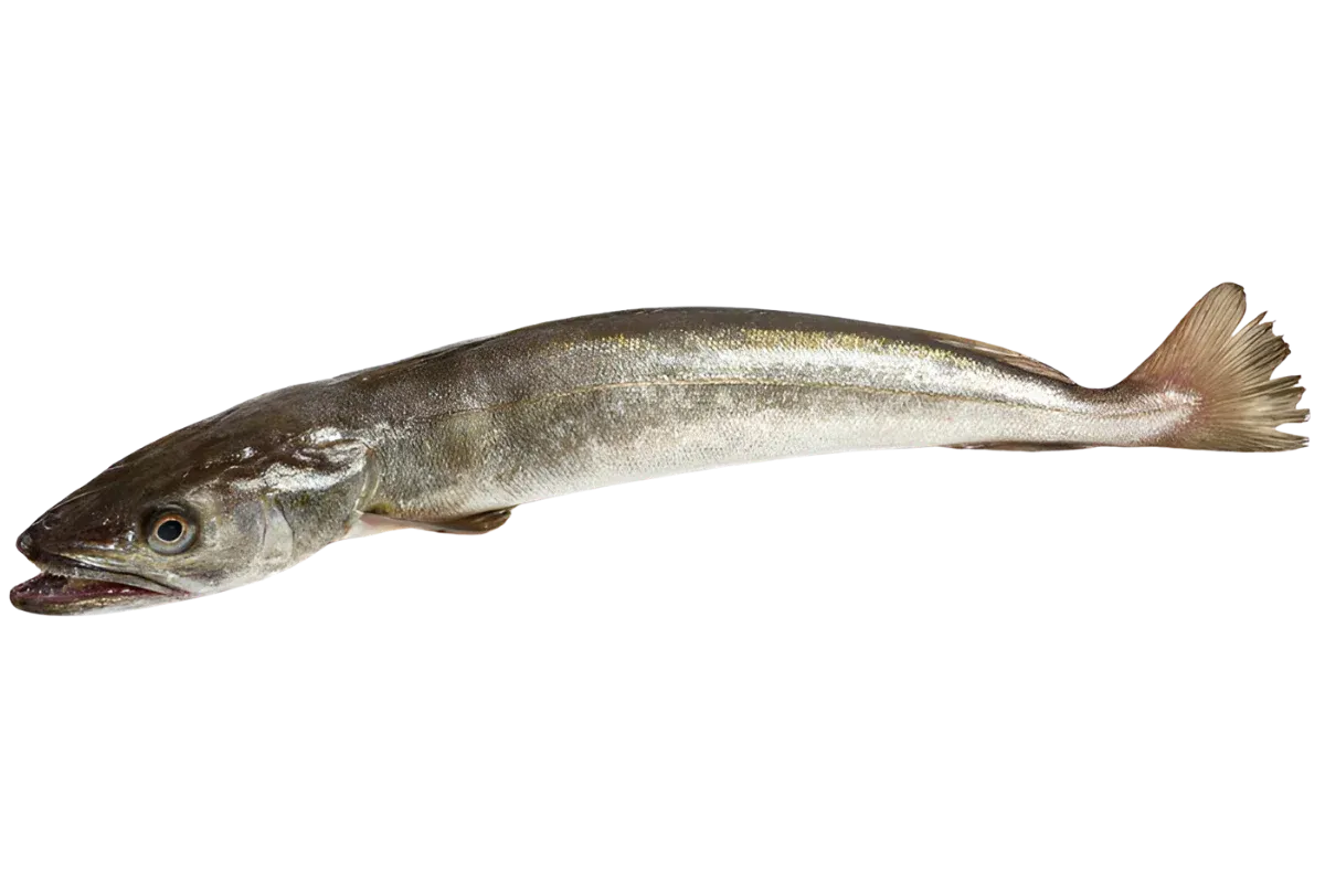 Hake