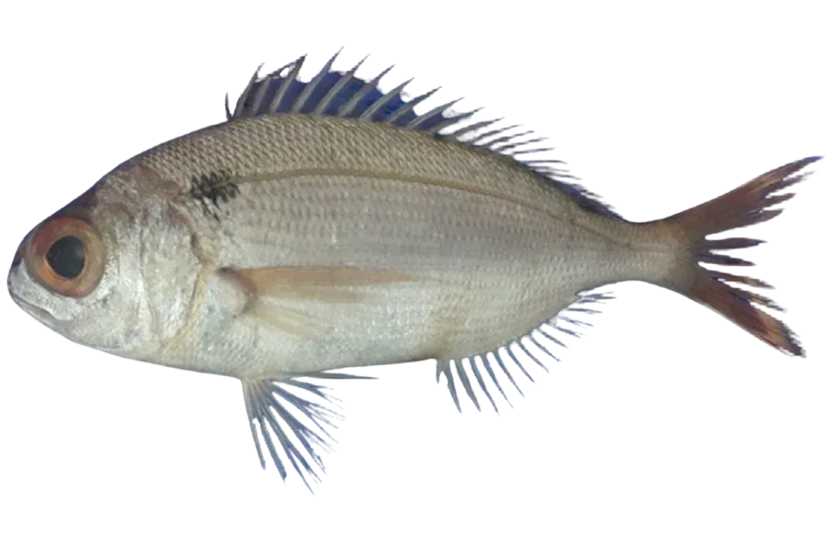 Blackspot Seabream
