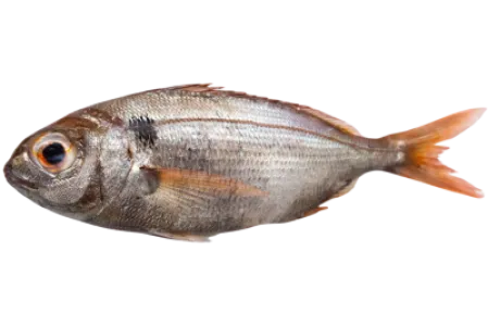 Blackspot Seabream