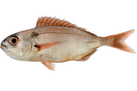 Blackspot Seabream