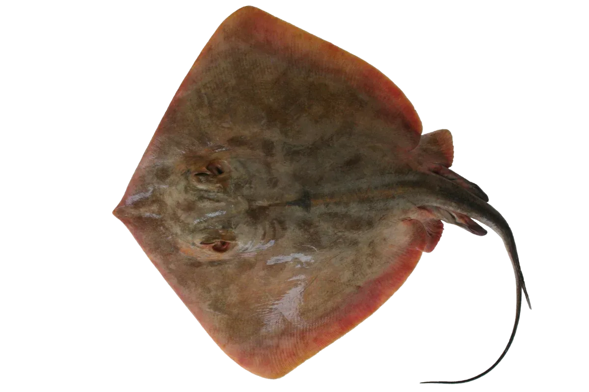 Stingray