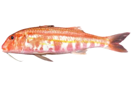 Striped Red Mullet
