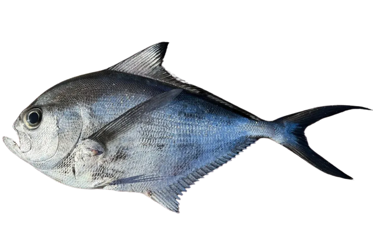 Atlantic Pomfret