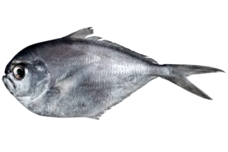 Atlantic Pomfret