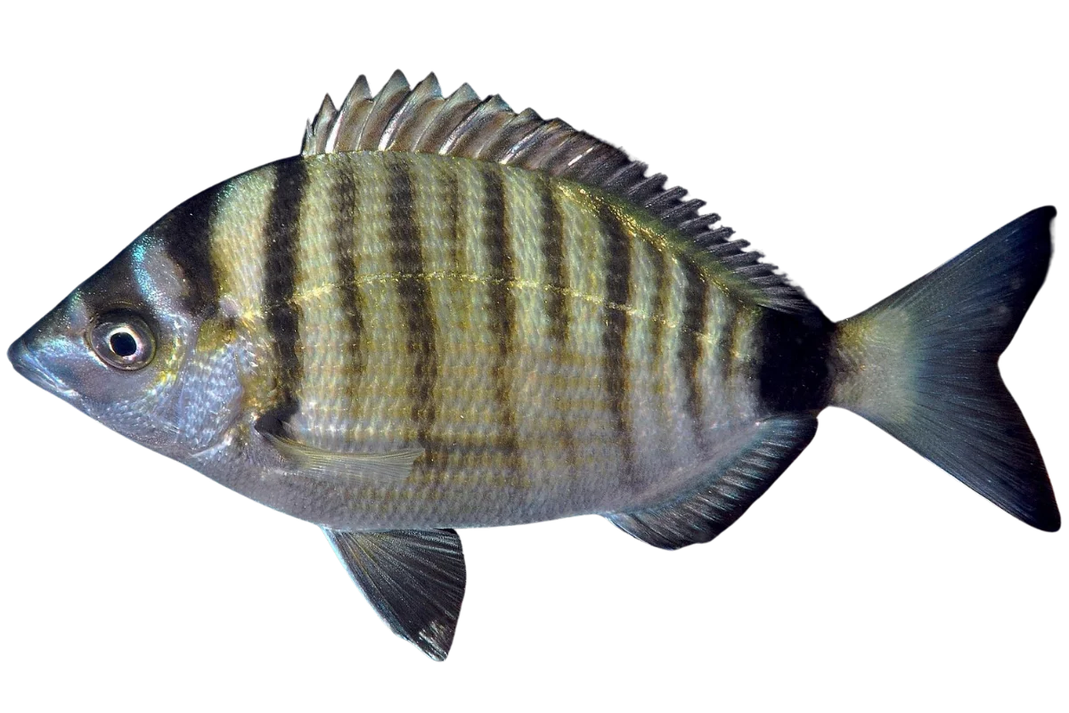 Sharpsnout Seabream