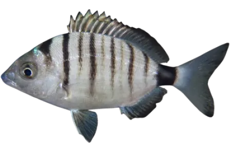 Sharpsnout Seabream