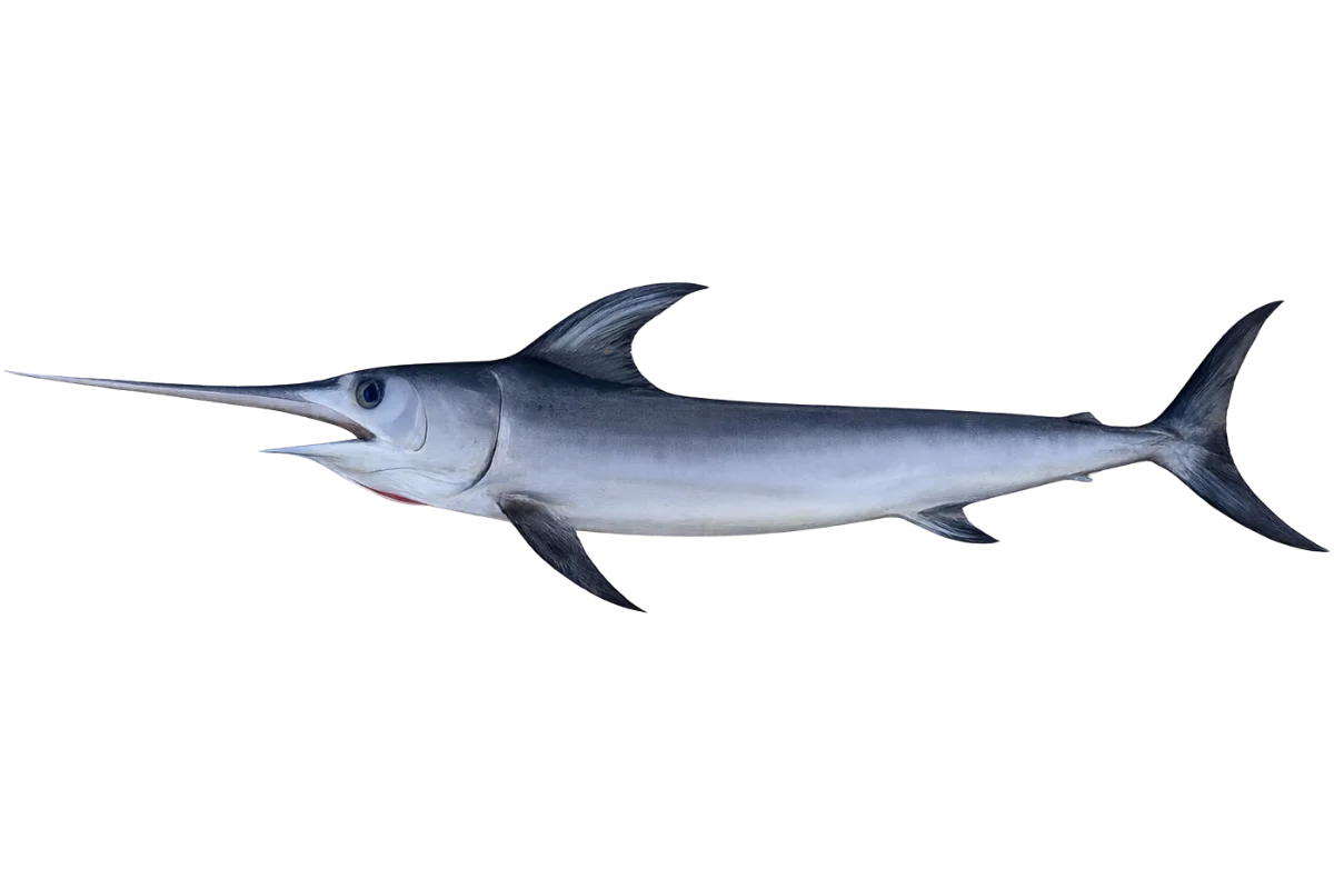Swordfish
