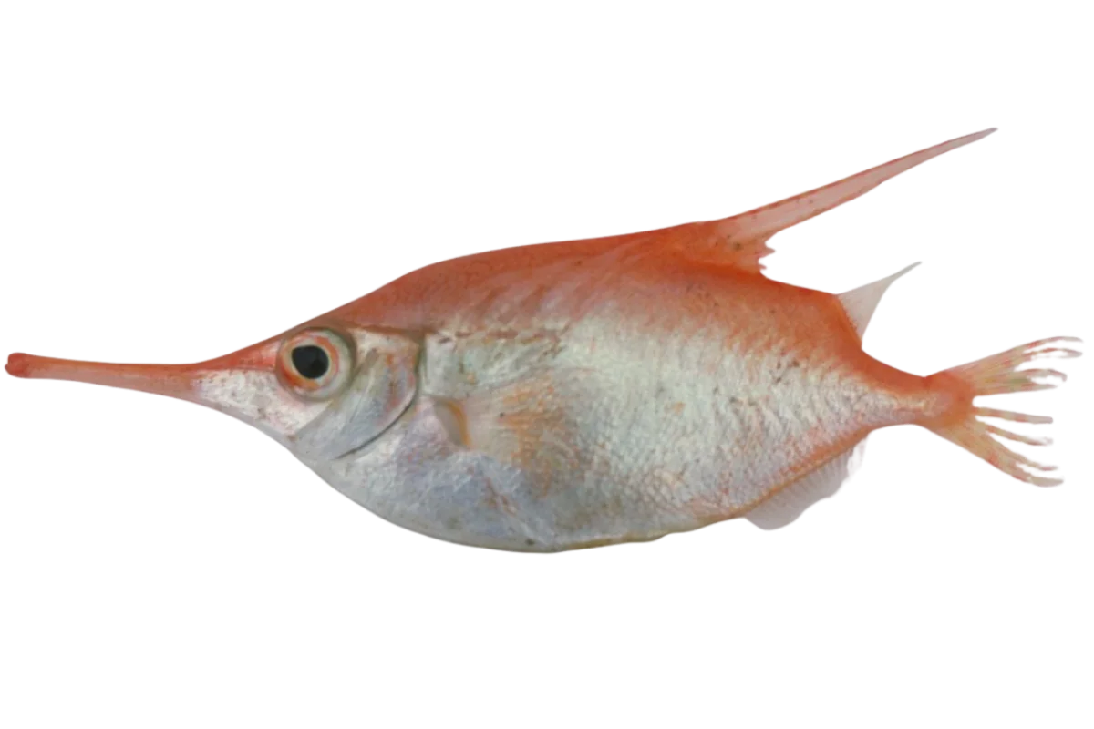Ξιφιούδι
