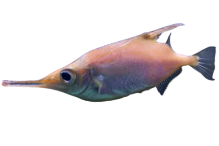Longspine Snipefish