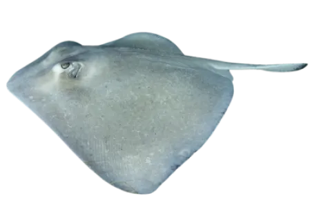 Stingray