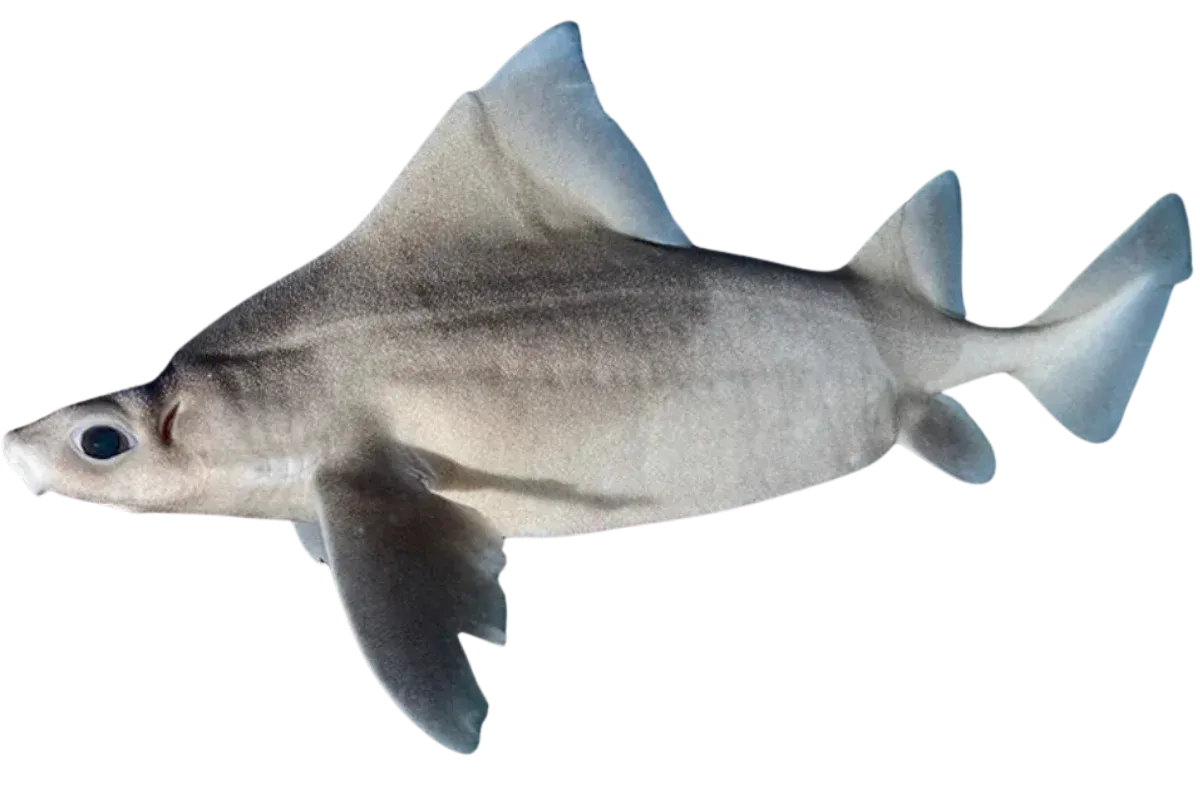 Angular Roughshark