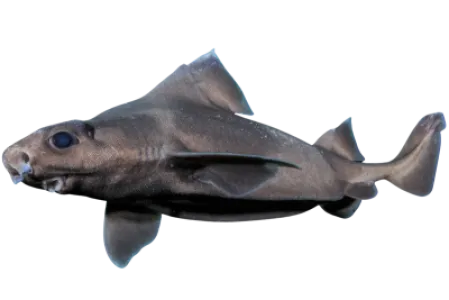 Angular Roughshark