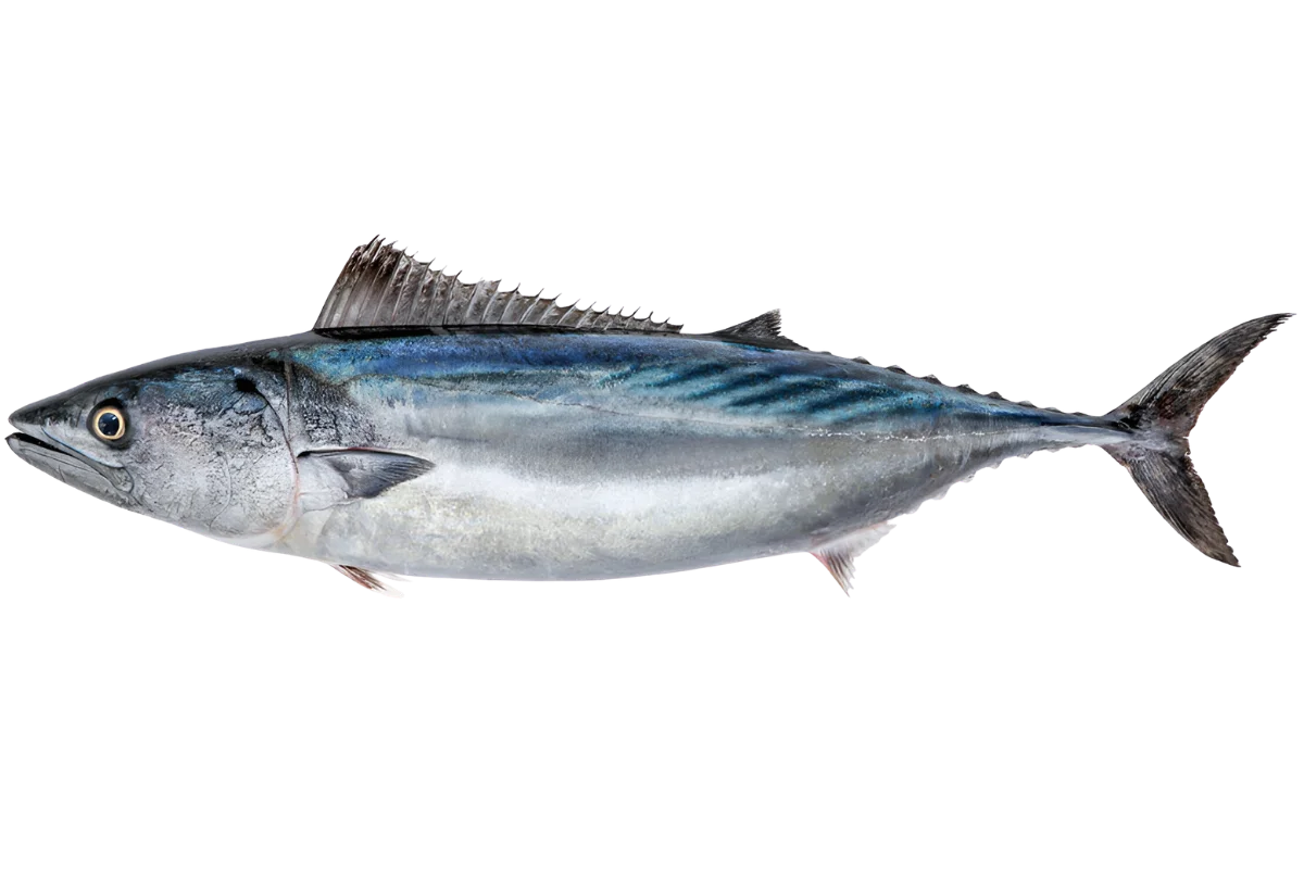 Atlantic Bonito