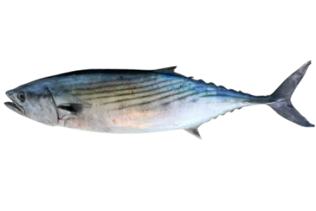 Atlantic Bonito