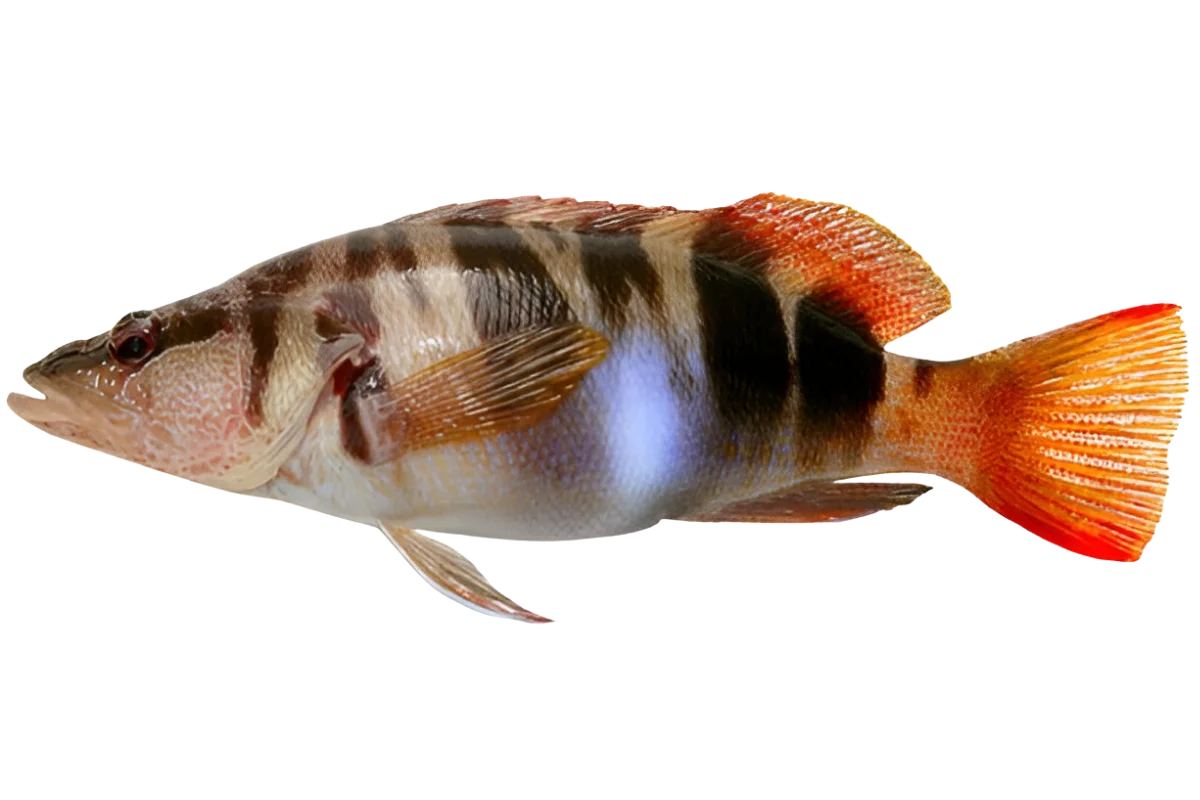 Painted Comber
