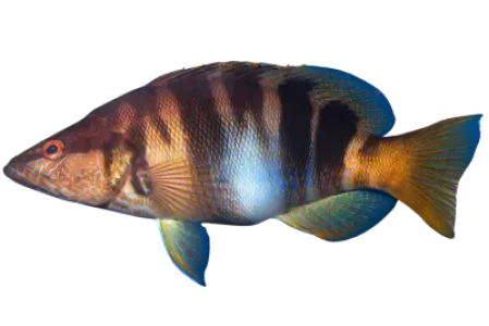 Painted Comber