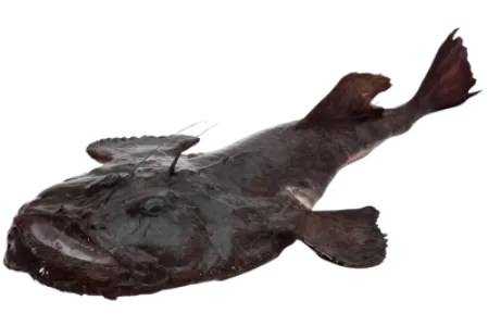 Anglerfish