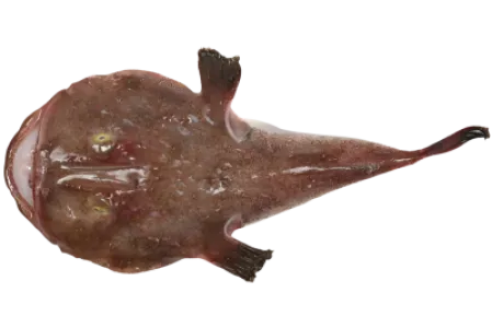 Anglerfish