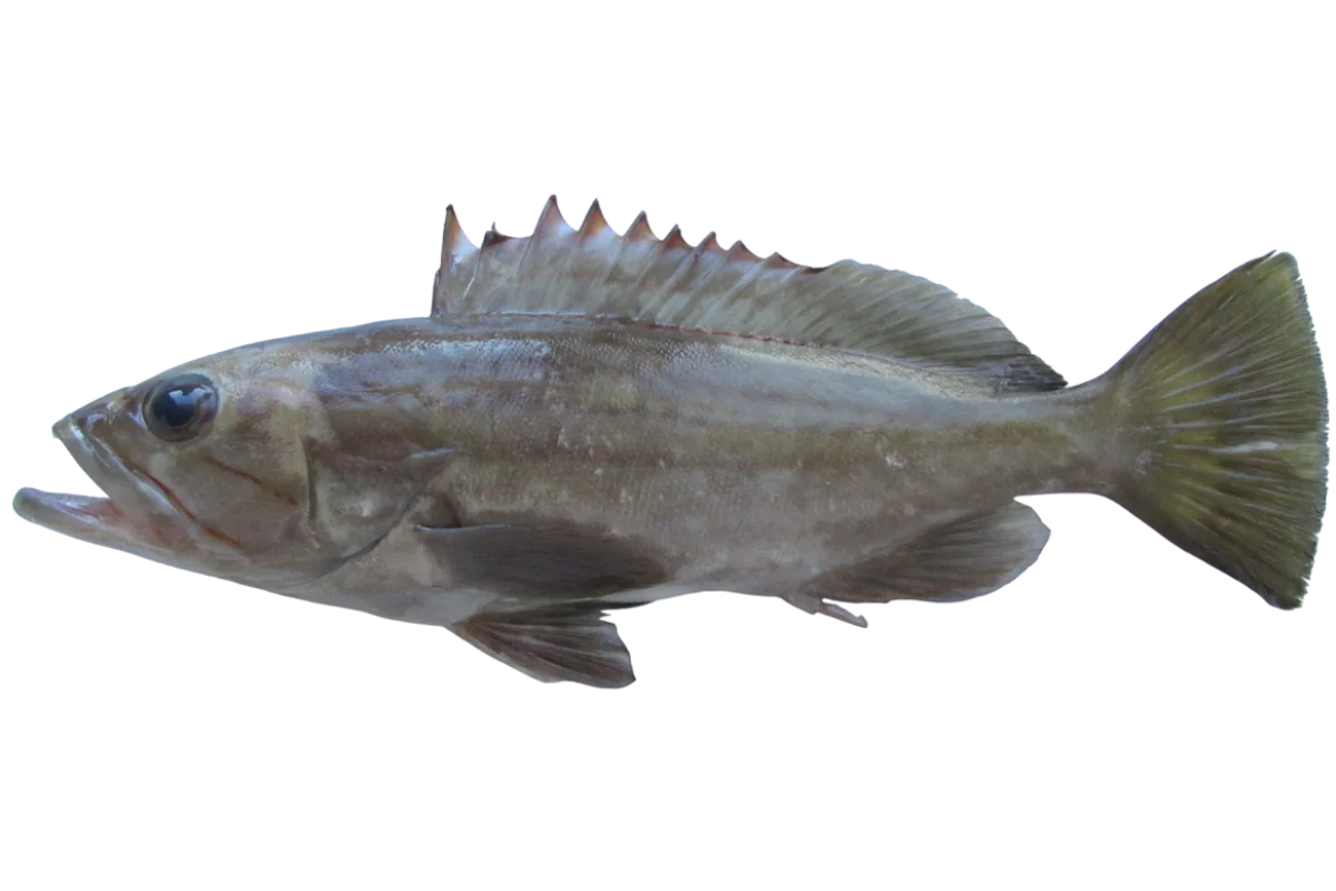 Dogtooth Grouper
