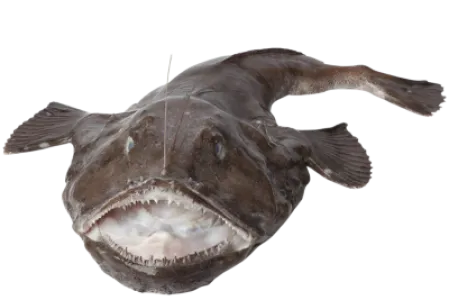 Anglerfish