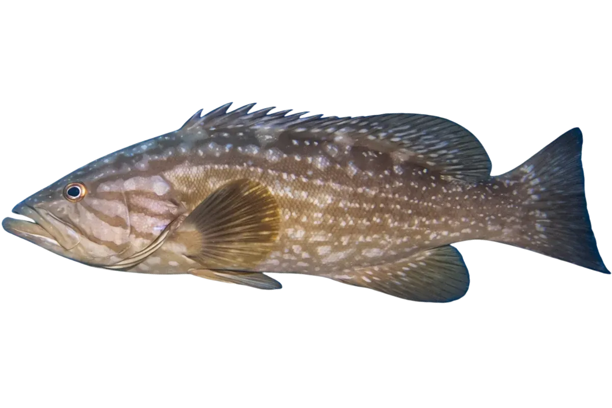 Mottled Grouper