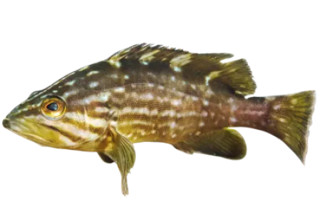 Mottled Grouper