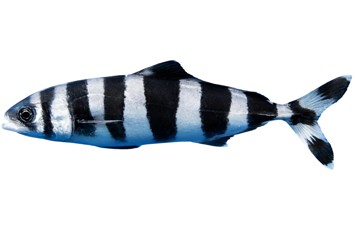 Pilot Fish