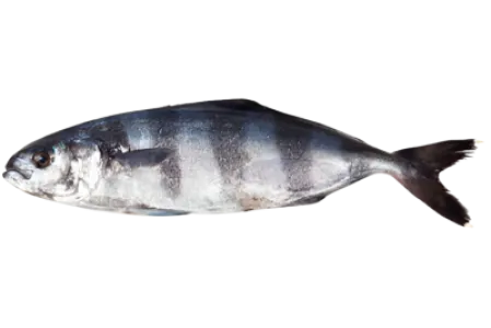 Pilot Fish