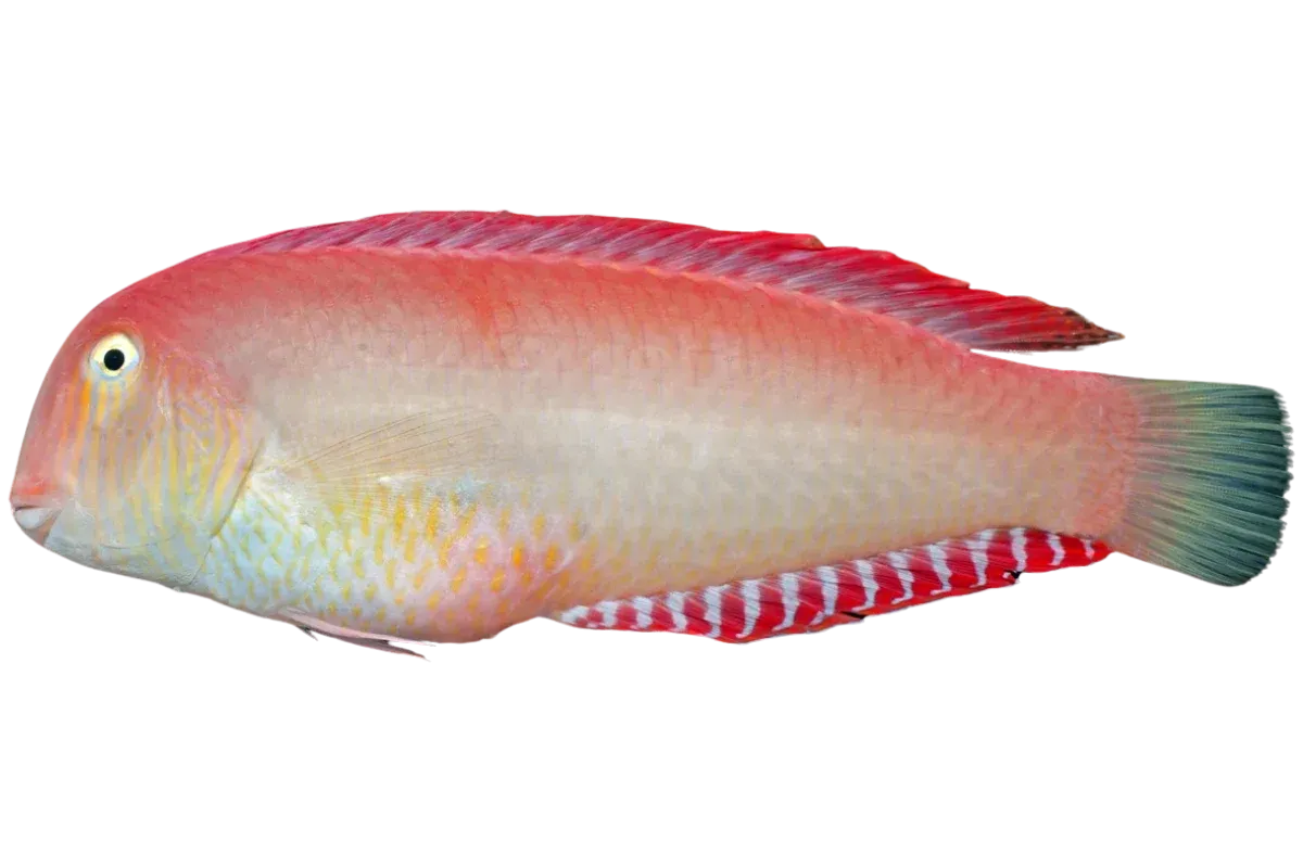 Pearly Razorfish