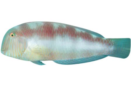 Pearly Razorfish