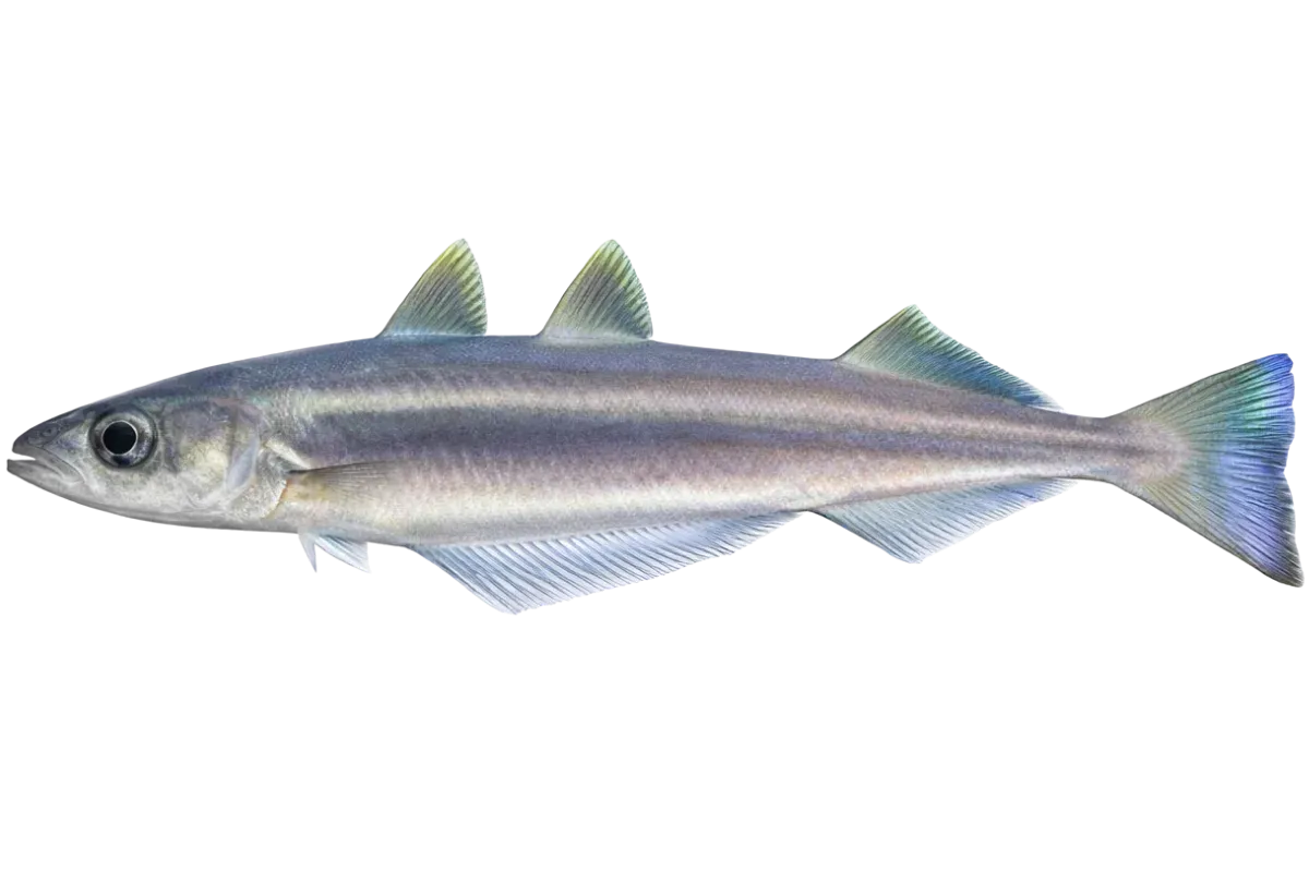 Blue Whiting