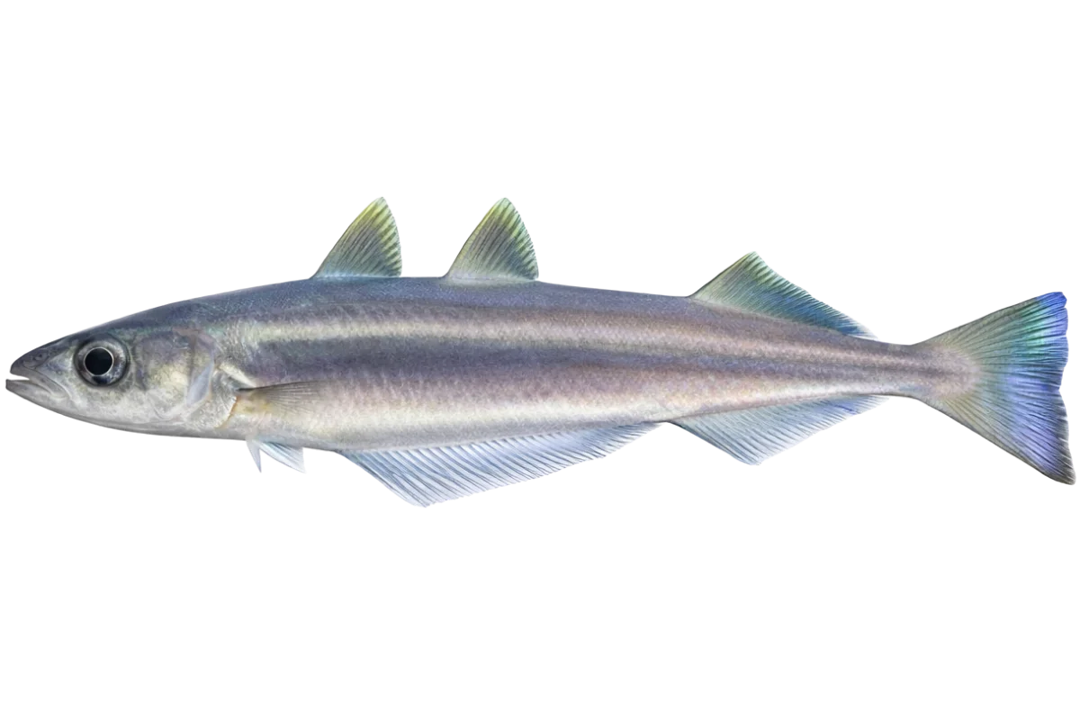 Blue Whiting