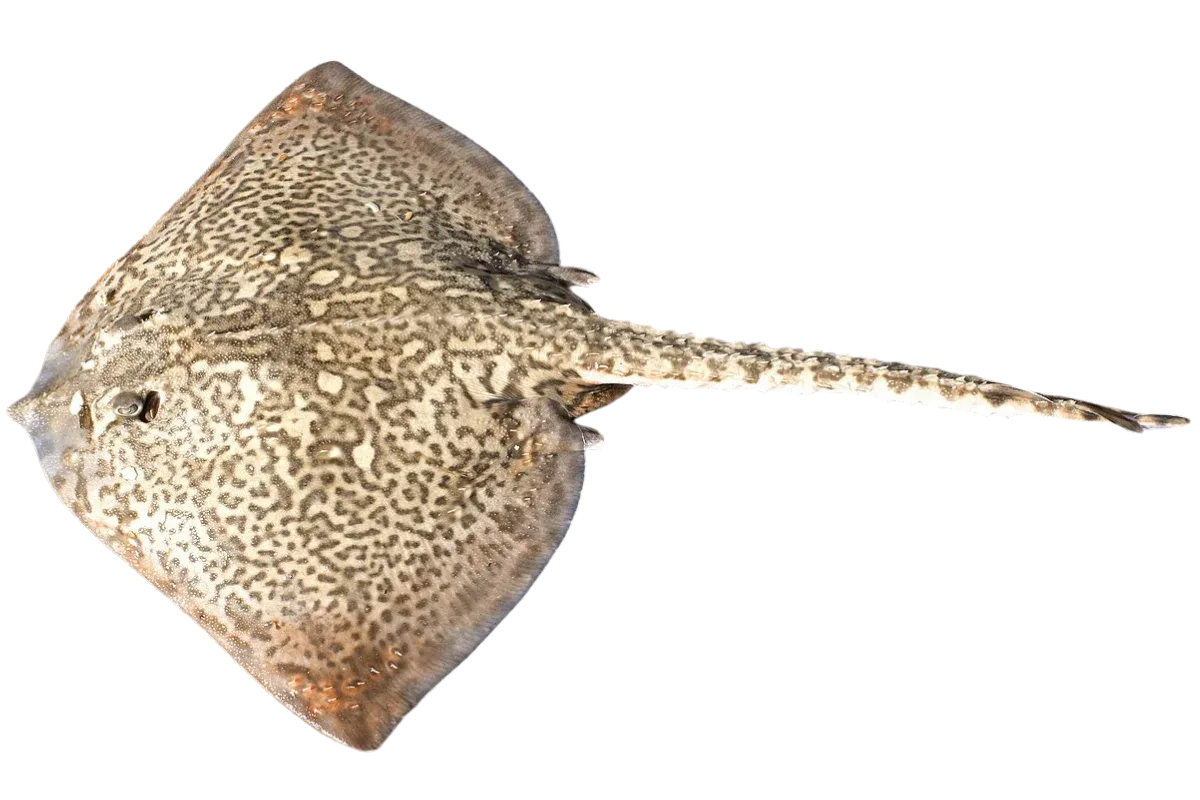 Thornback Ray