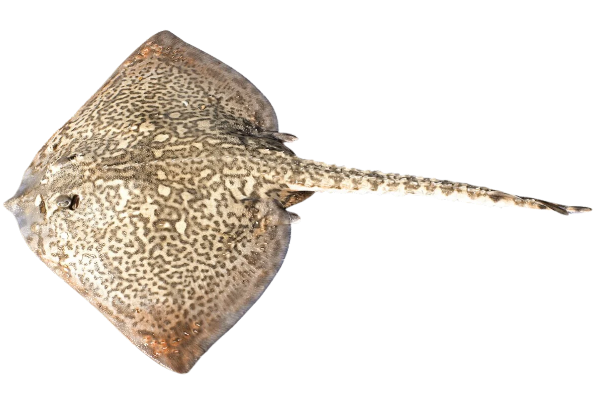 Thornback Ray