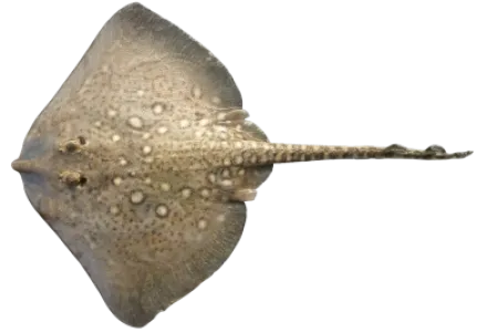 Thornback Ray