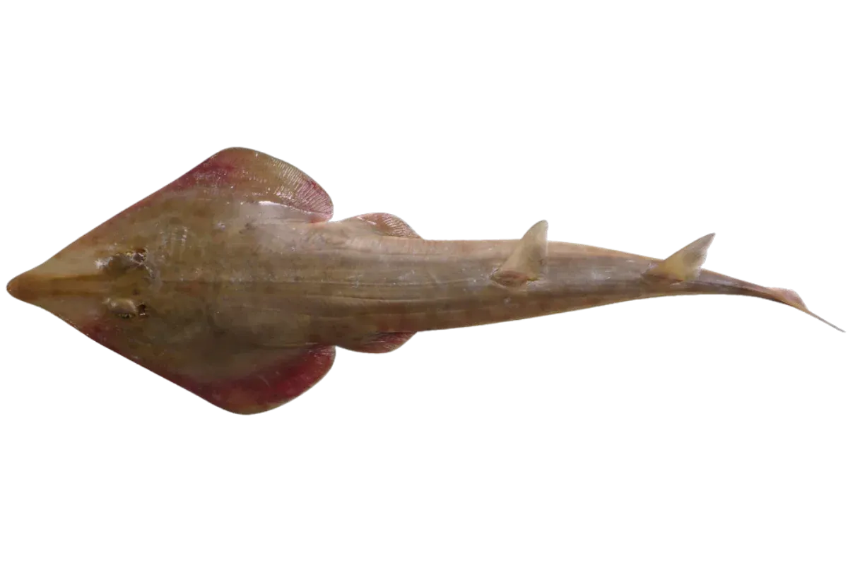 Guitarfish
