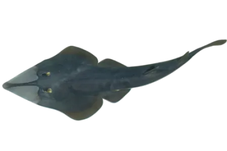 Guitarfish