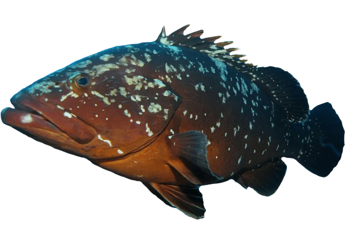 Dusky Grouper