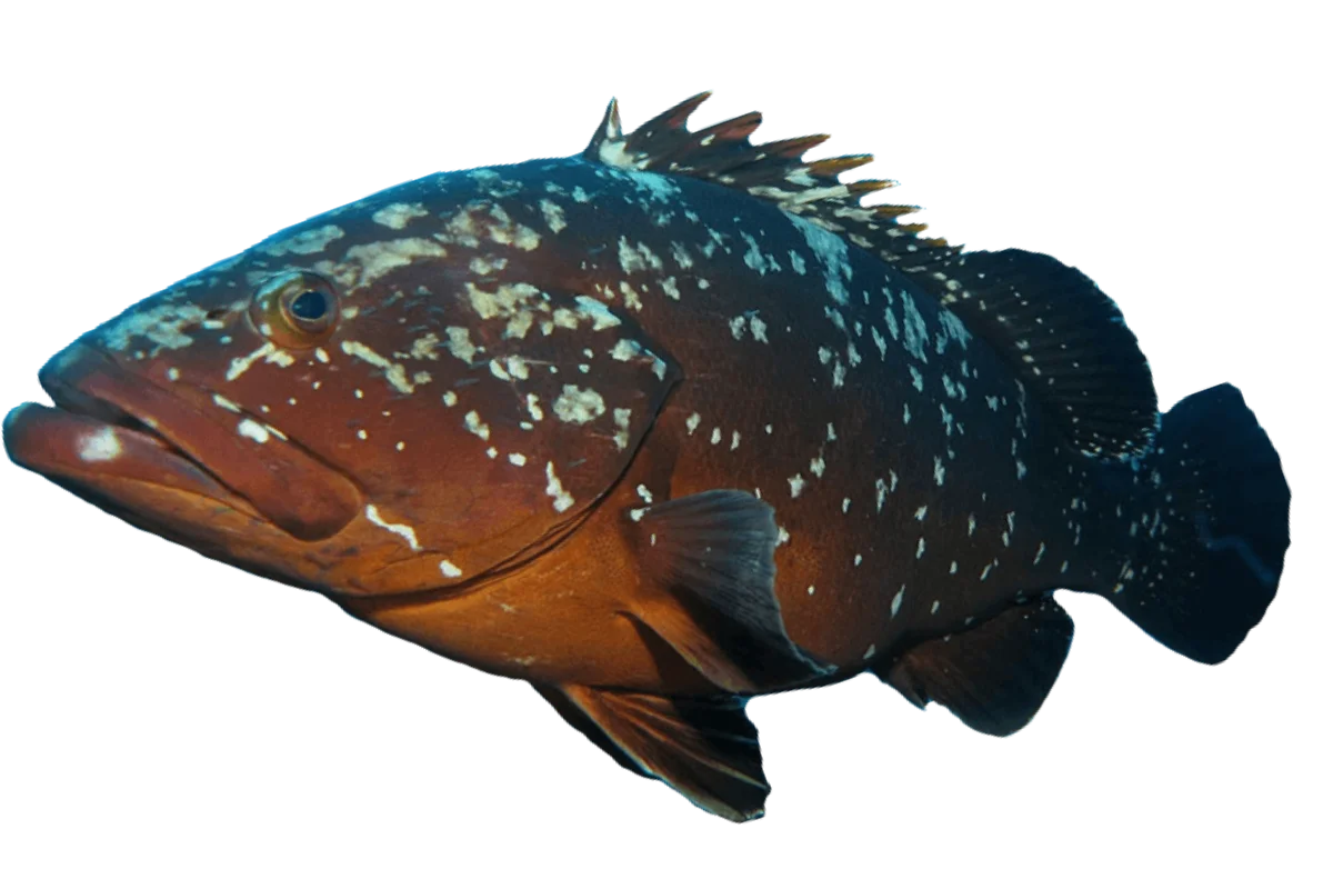 Dusky Grouper