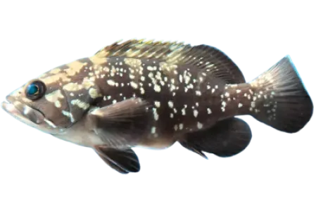 Dusky Grouper