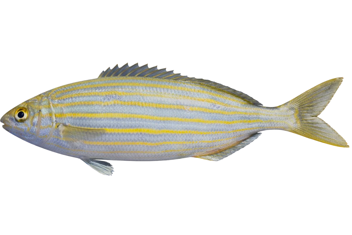 Salema Porgy
