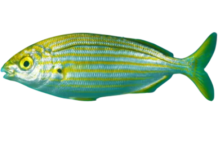 Salema Porgy