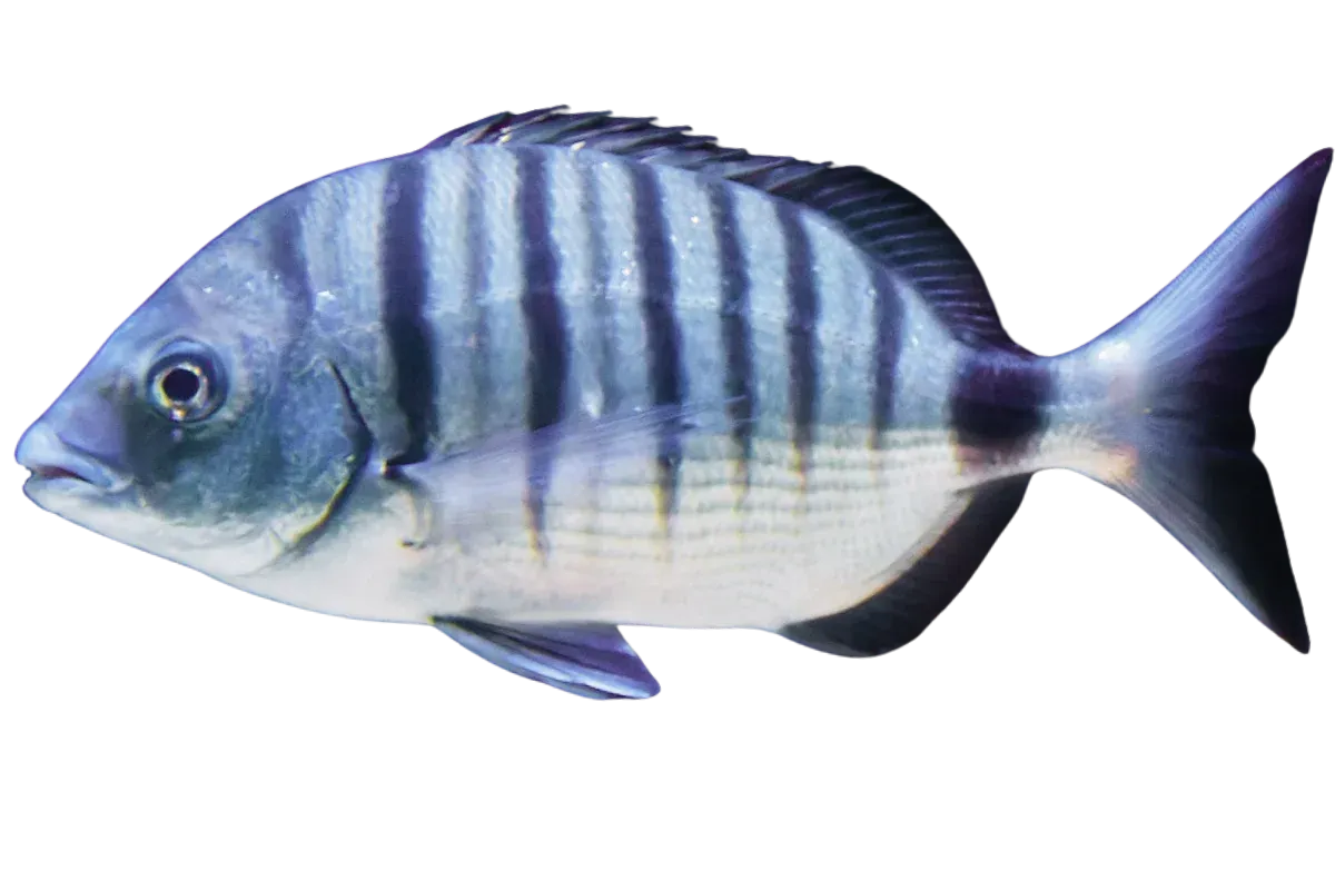 White Seabream