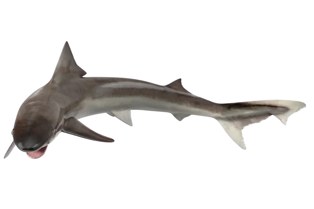 Tope Shark