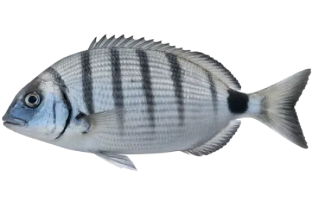 White Seabream