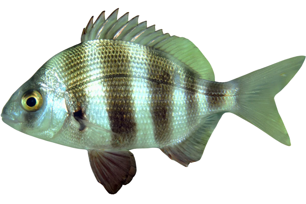 Zebra Seabream