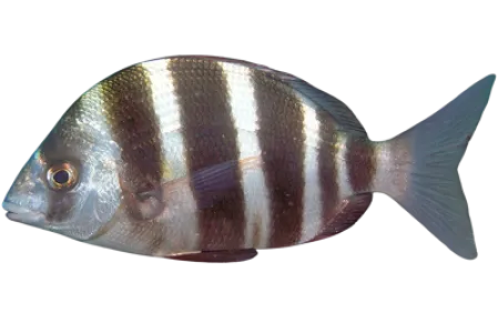 Zebra Seabream