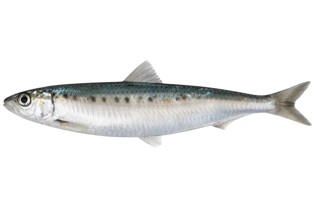 Pilchard