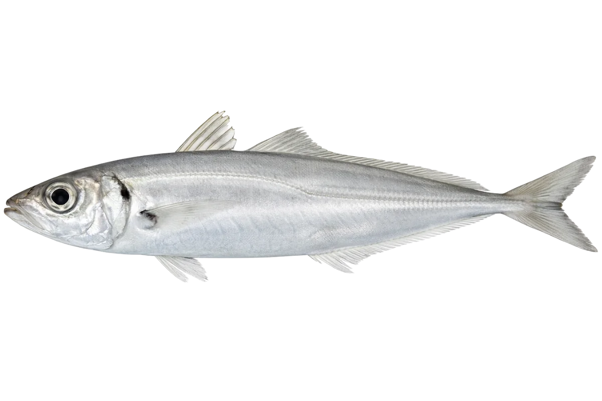 Horse Mackerel