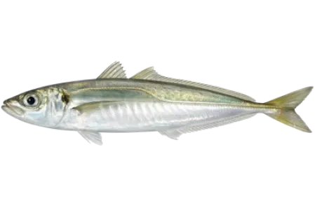 Horse Mackerel